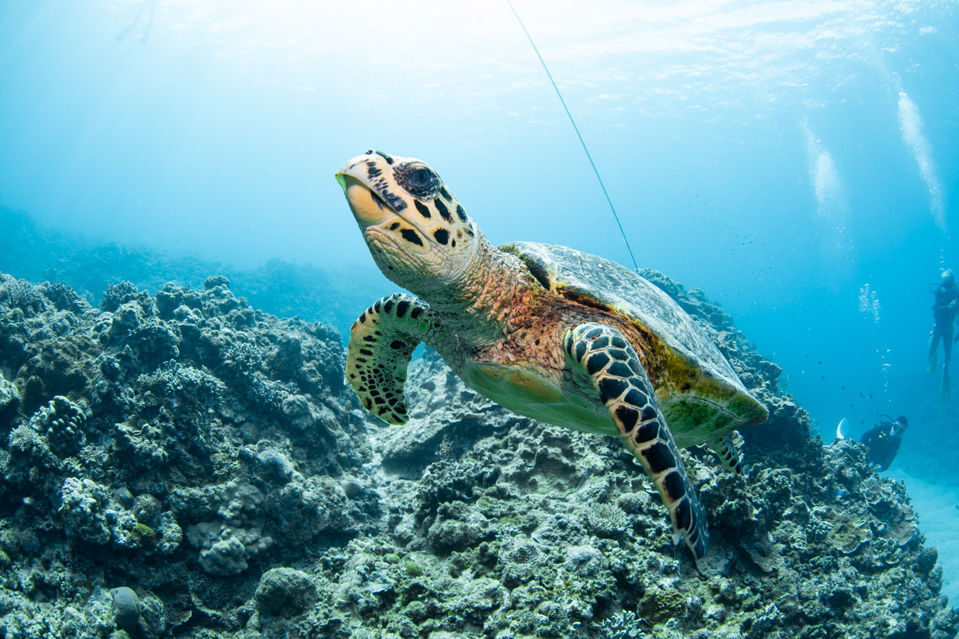 Hawksbill turtle