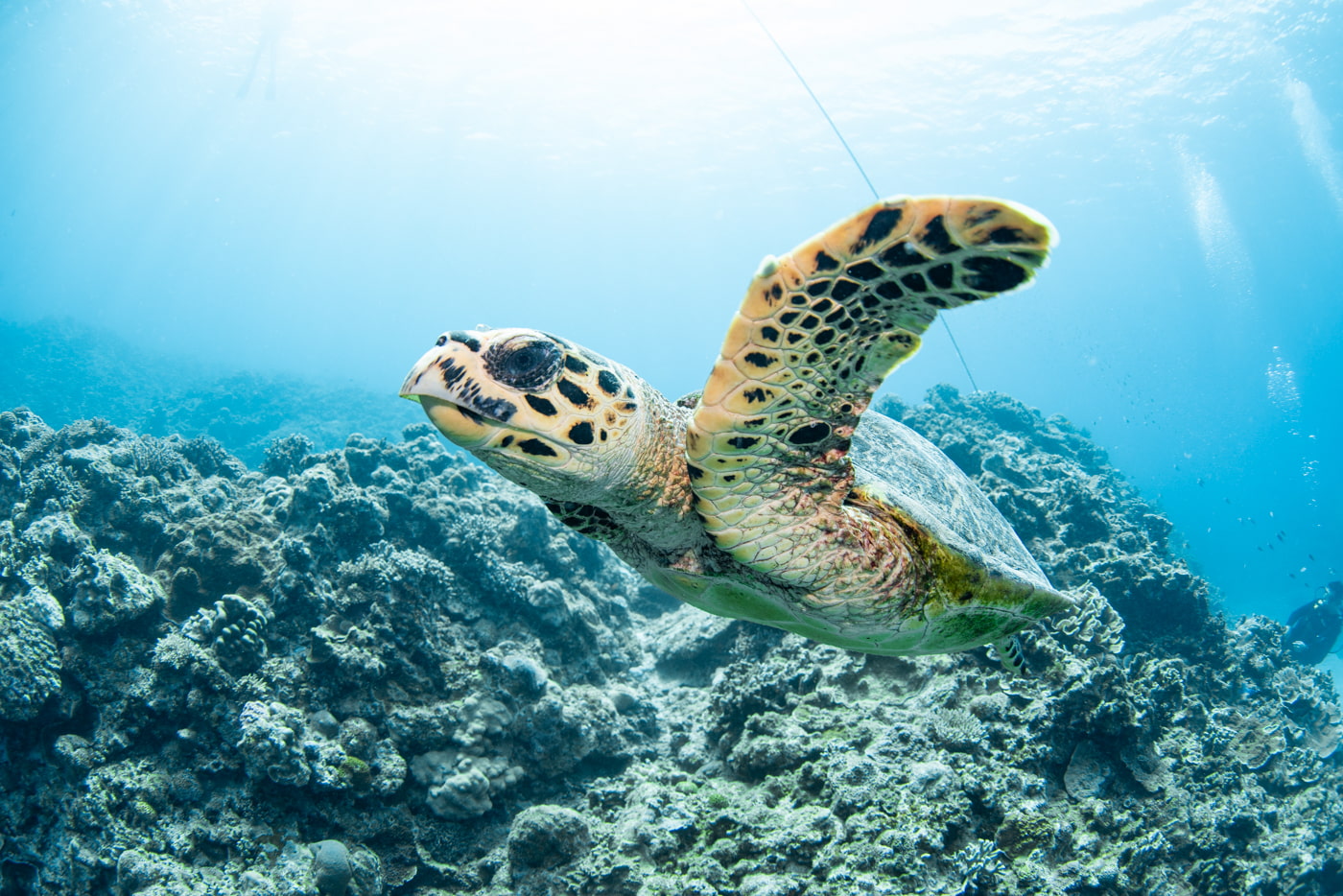 Hawksbill turtle