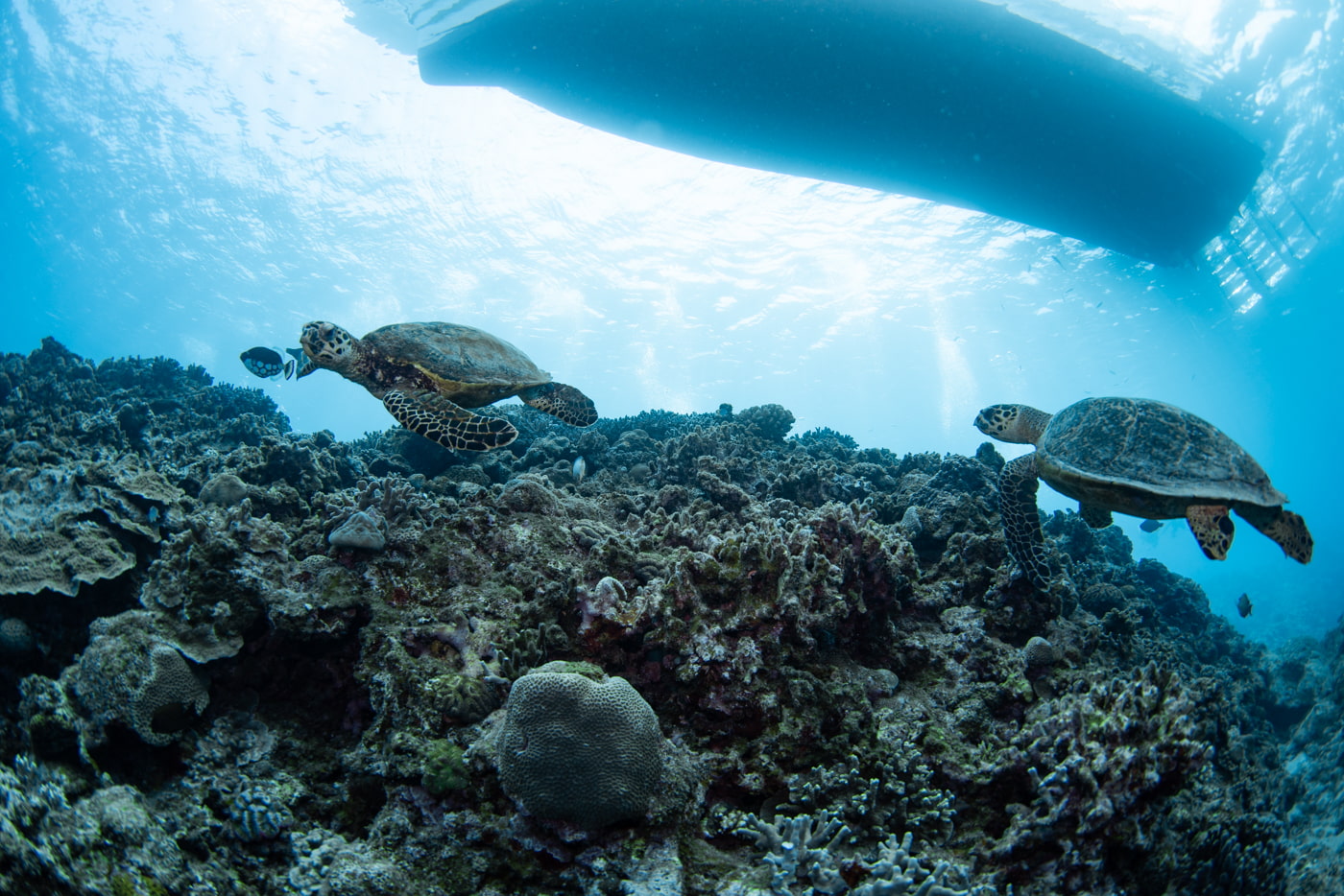 two hawksbill turtle