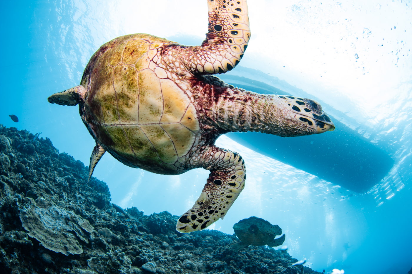 Hawksbill turtle