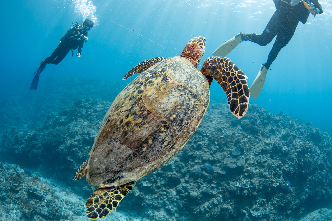 Hawksbill turtle and guest