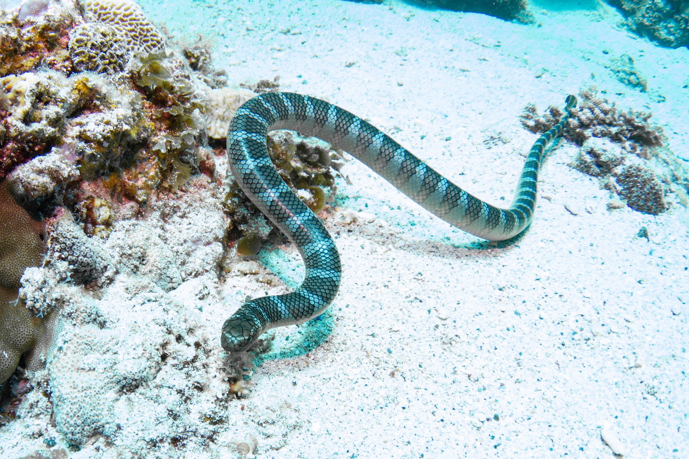 a sea snake