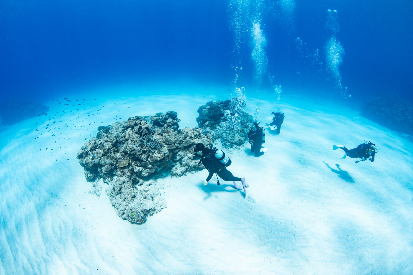Guests enjoying scuba diving in the Kerama Islands.