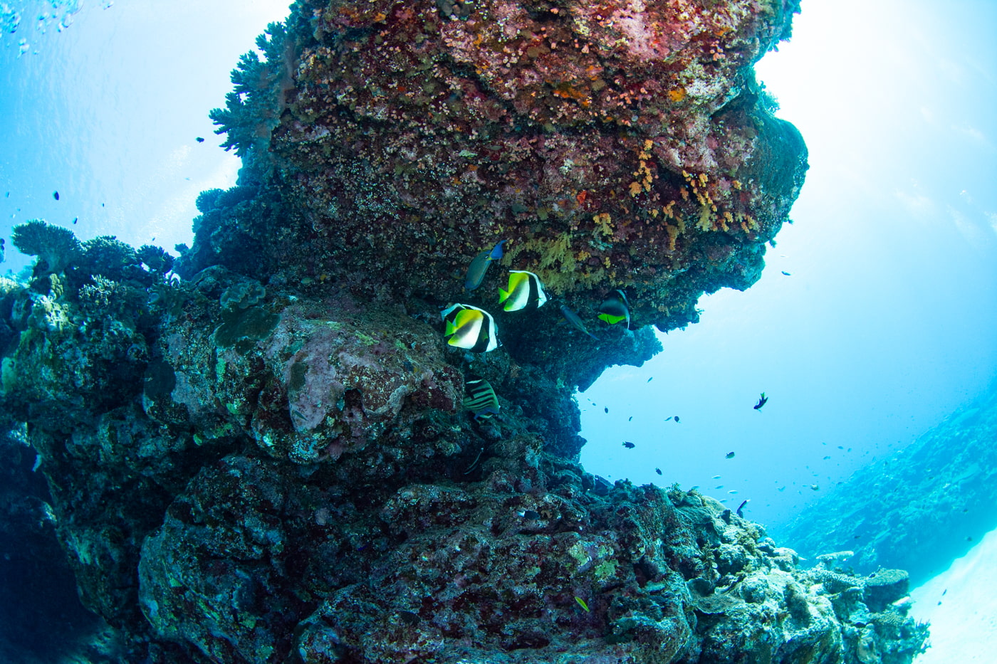 Underwater scenery