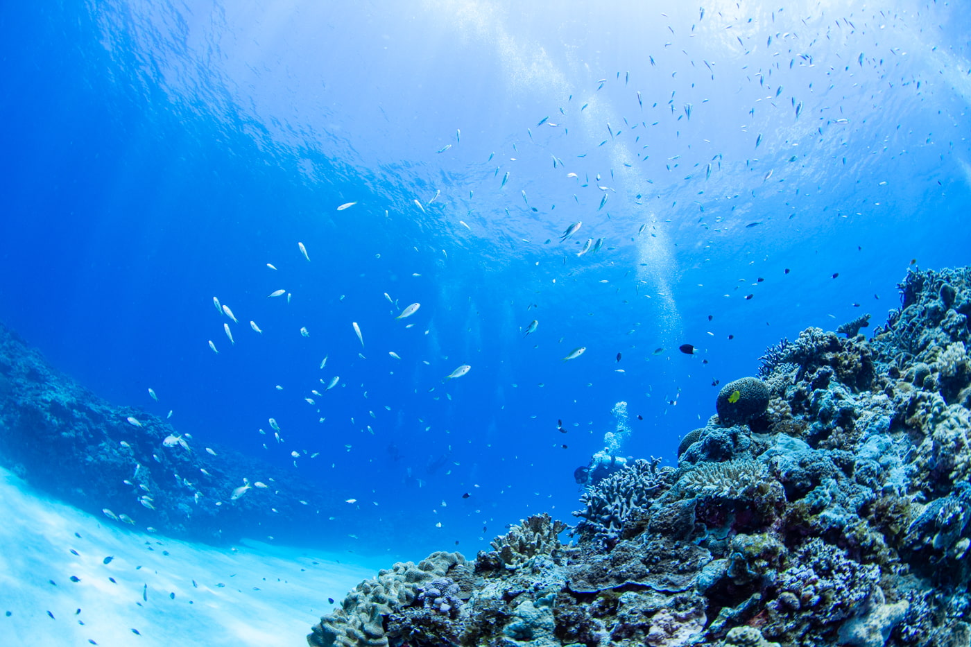 Underwater scenery