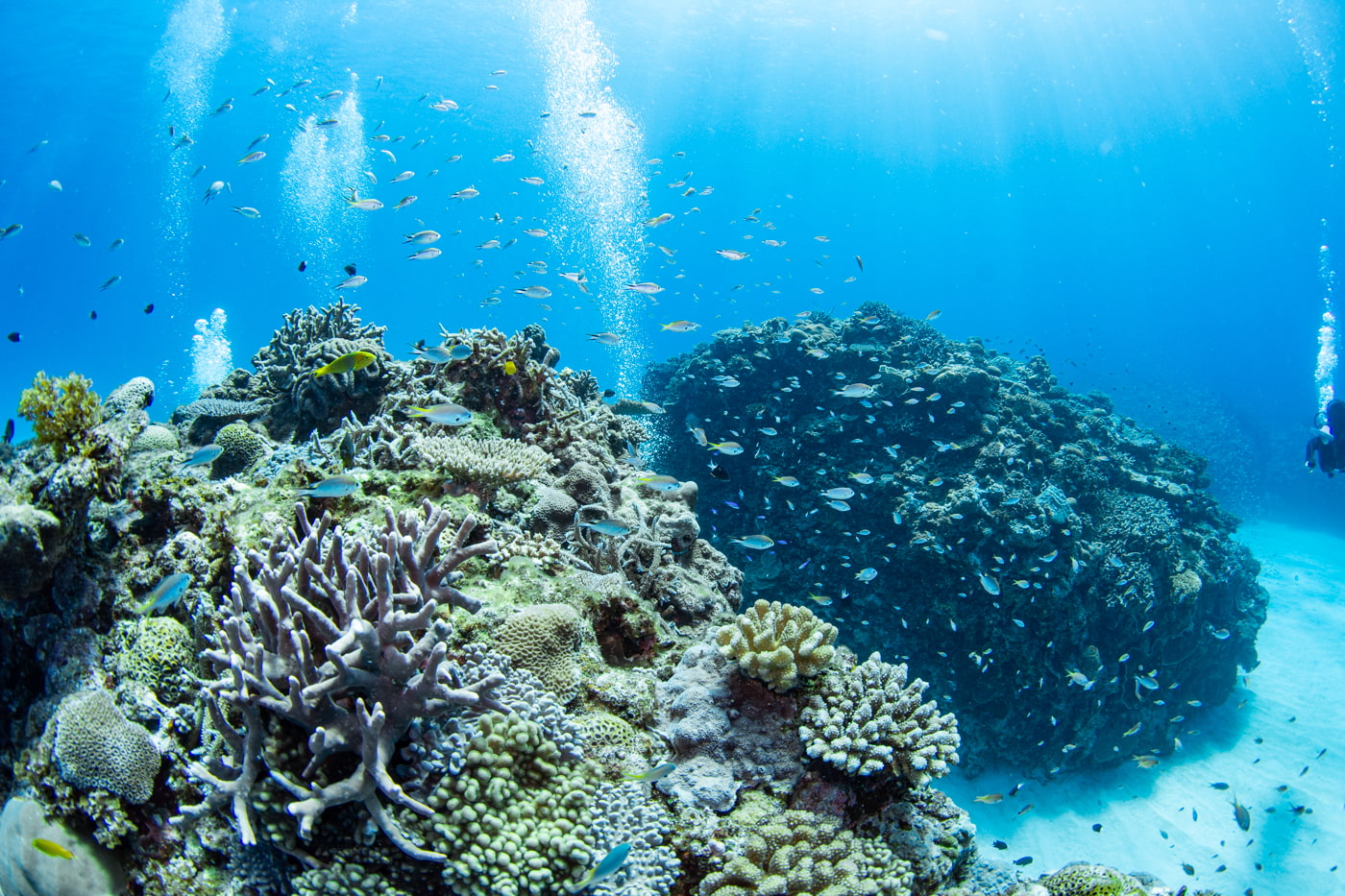 Underwater scenery