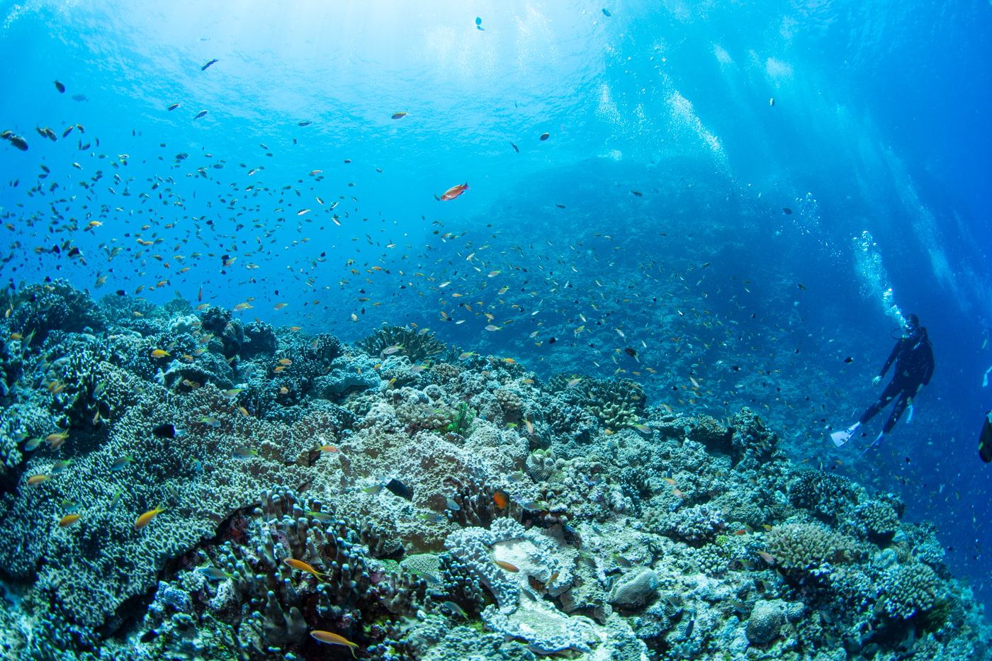 Underwater scenery