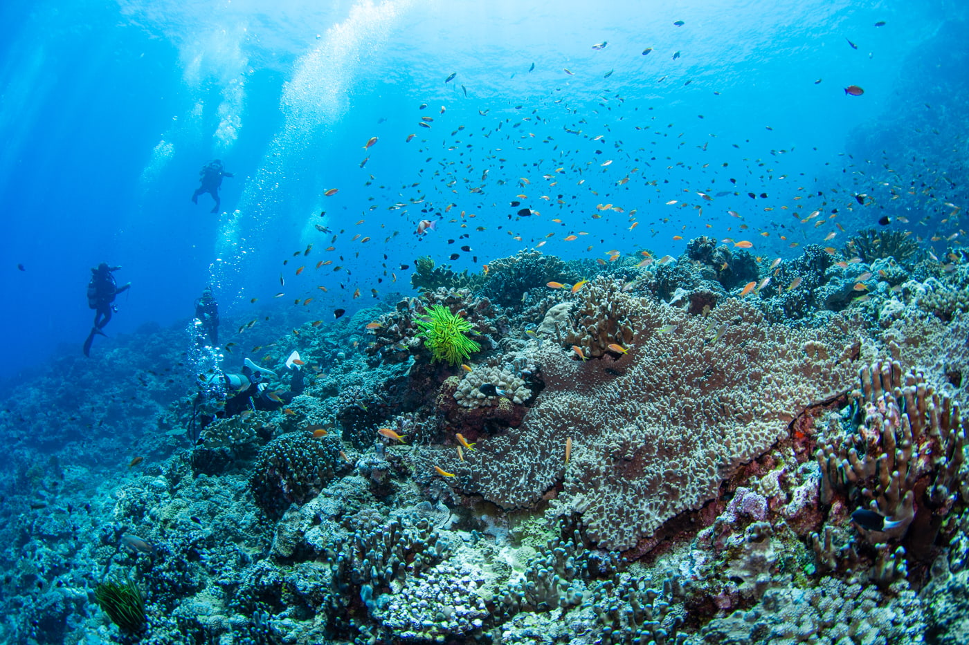 Underwater scenery
