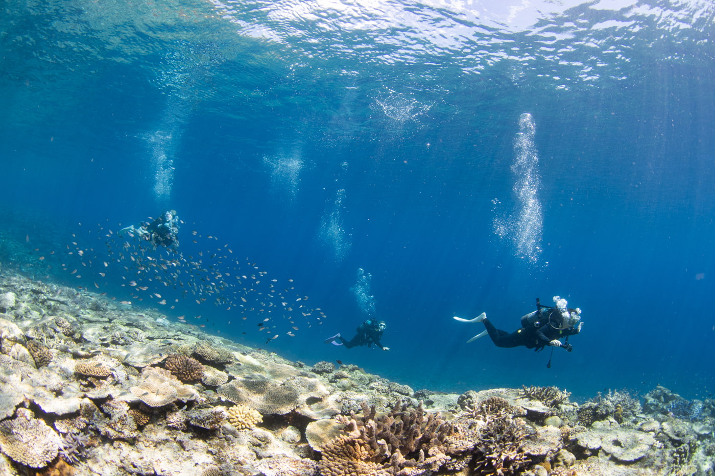 Guests enjoying scuba diving in the Kerama Islands.