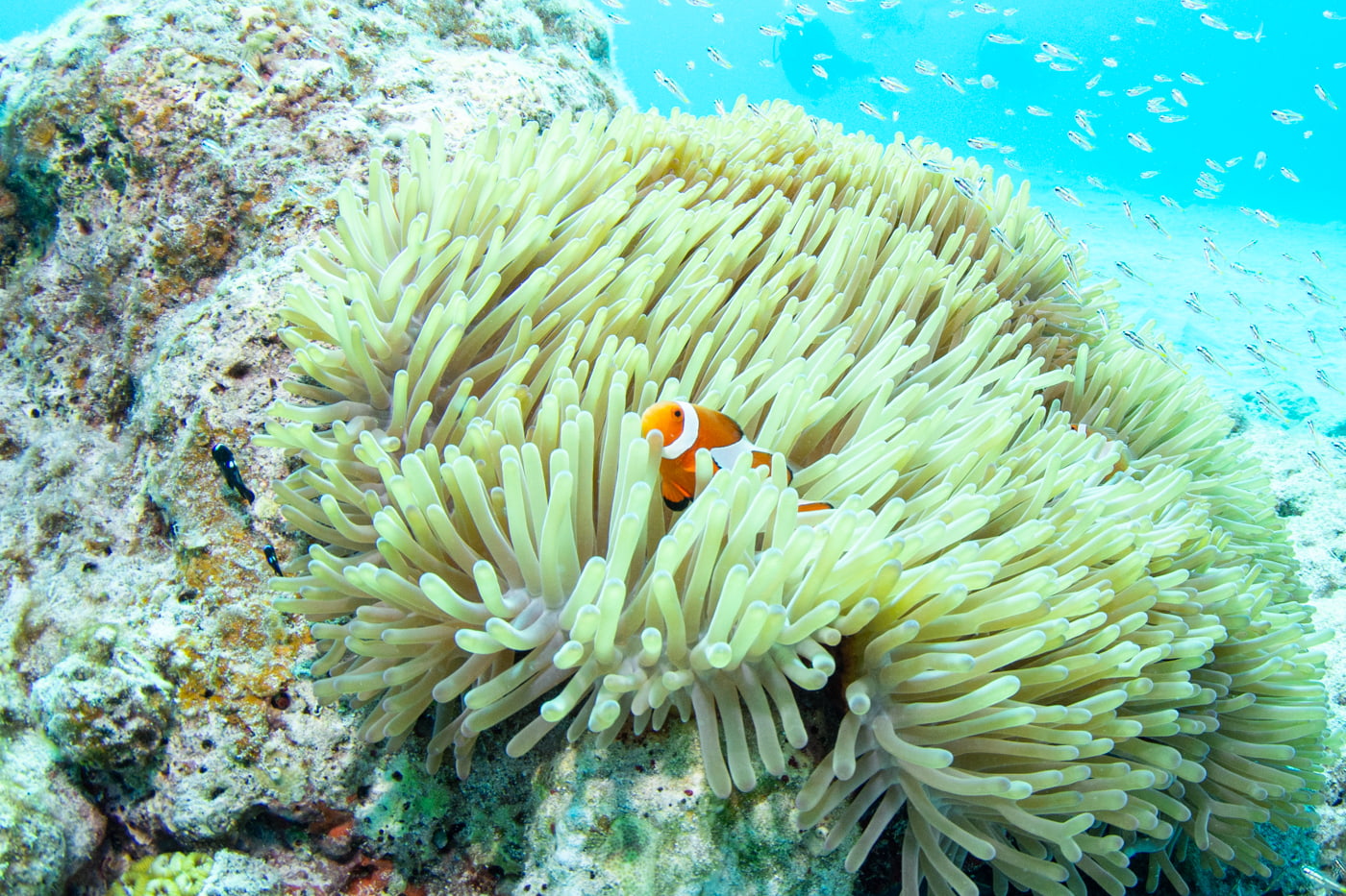 Clownfish