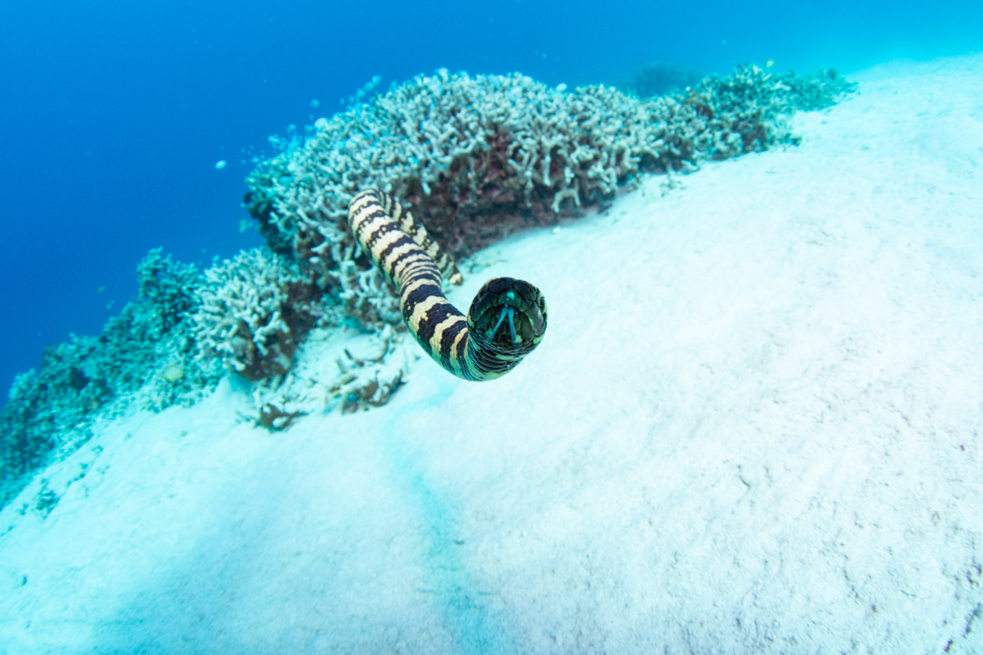 a sea snake
