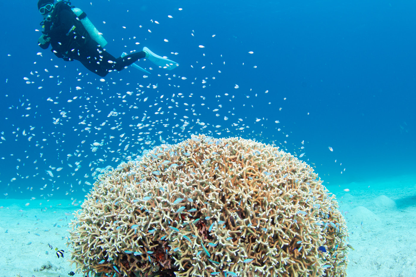 coral reefs