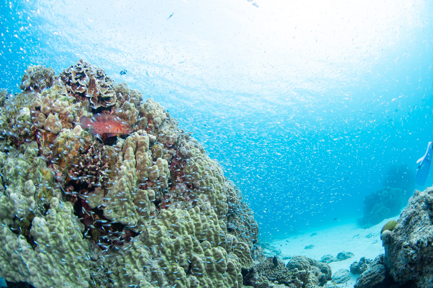 Underwater scenery