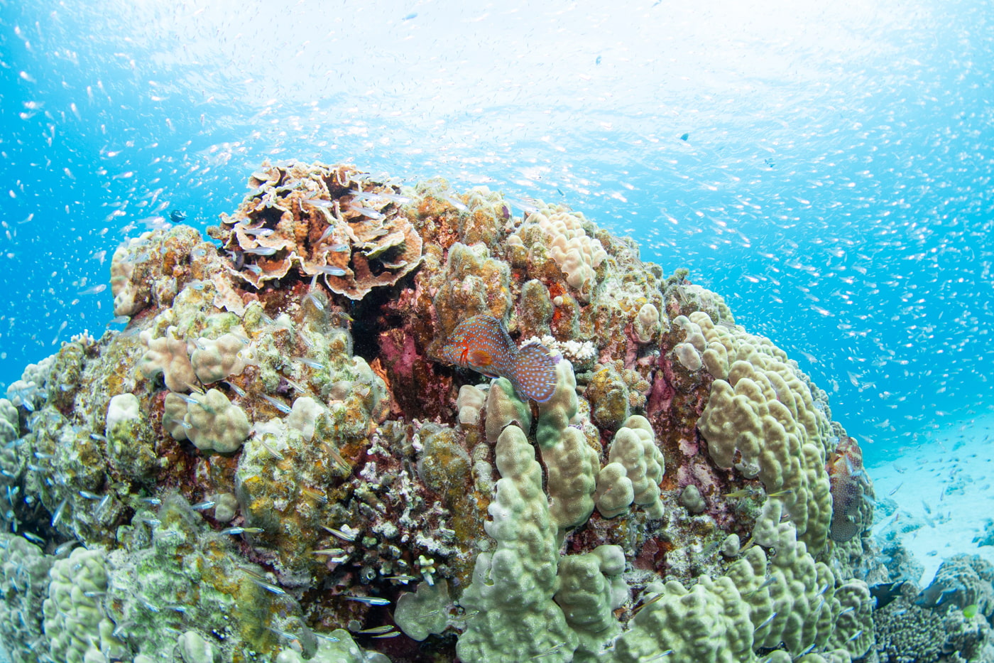 Underwater scenery