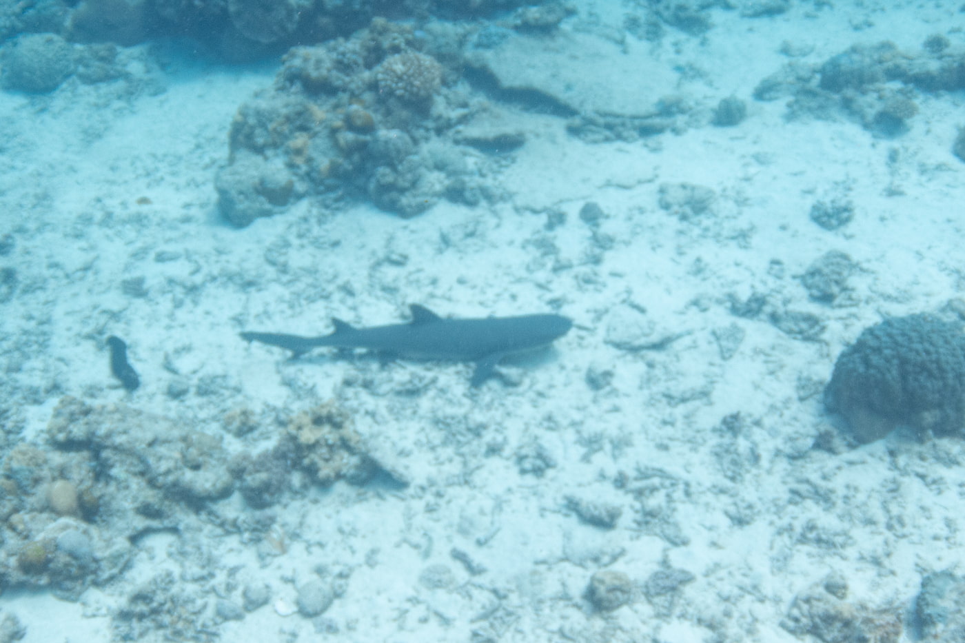a whitetip reef shark
