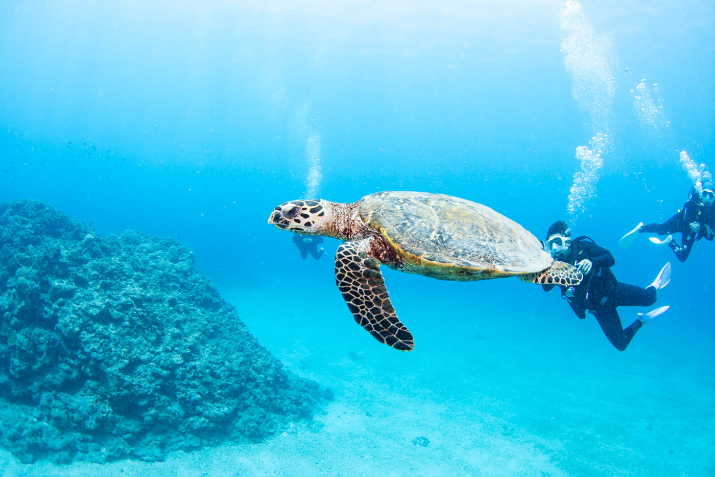 sea turtle and our guest.