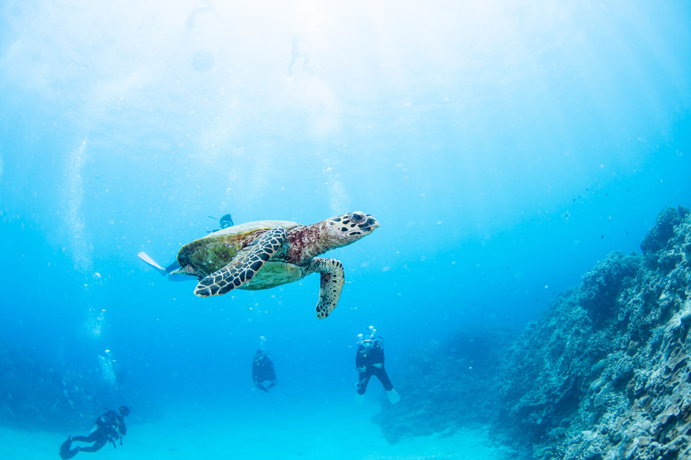 Hawksbill turtle
