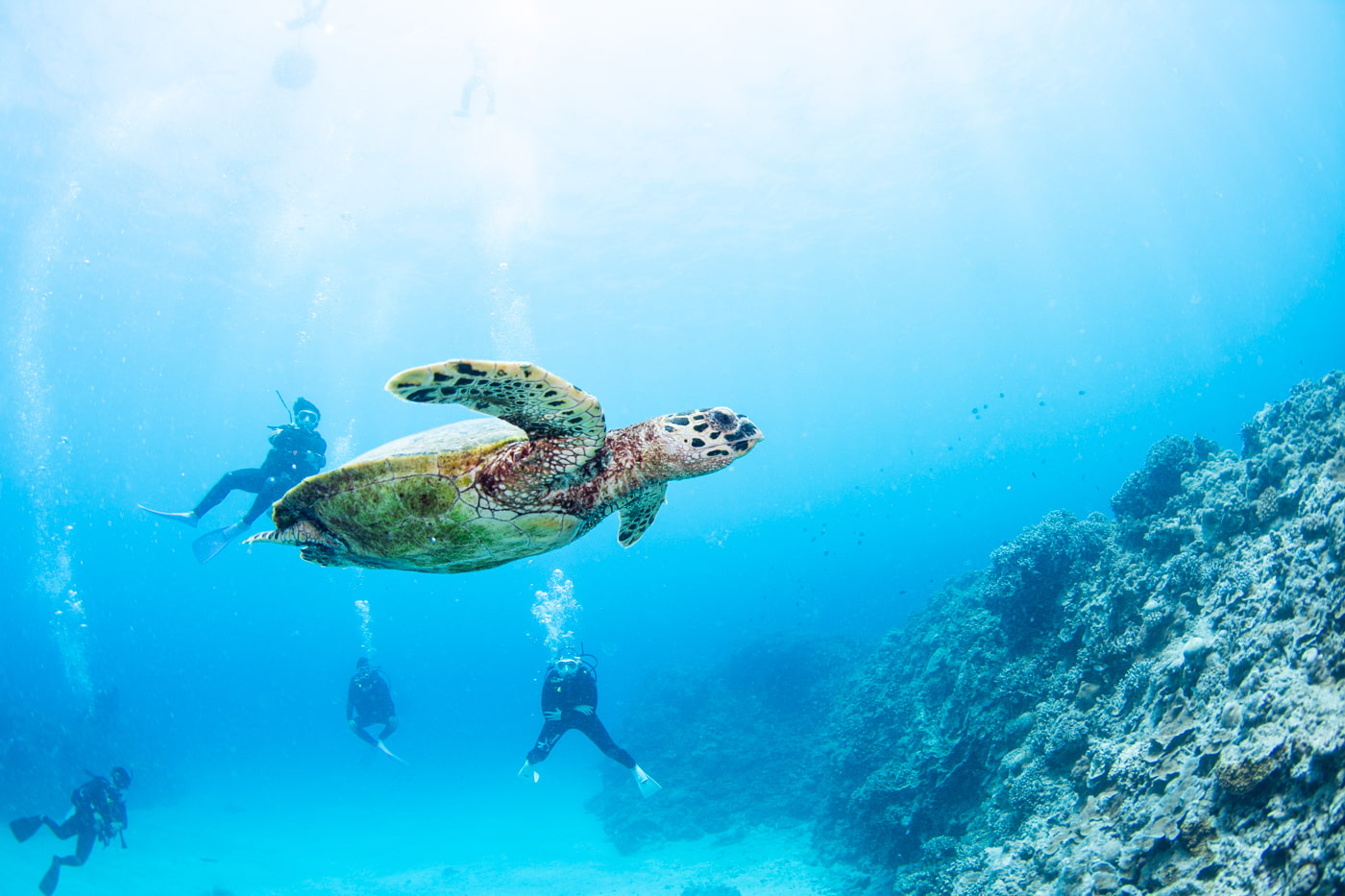 Hawksbill turtle
