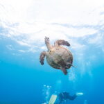 Diving in the Kerama Islands with Guests from Germany, Norway, and Indonesia
