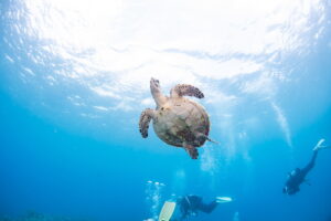 Diving in the Kerama Islands with Guests from Germany, Norway, and Indonesia