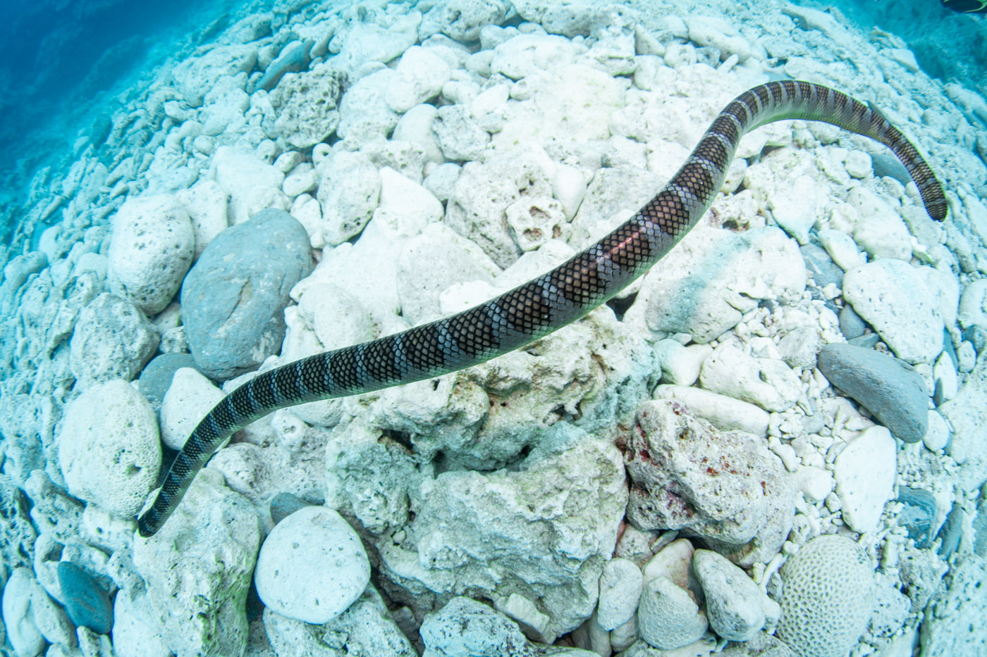 a sea snake
