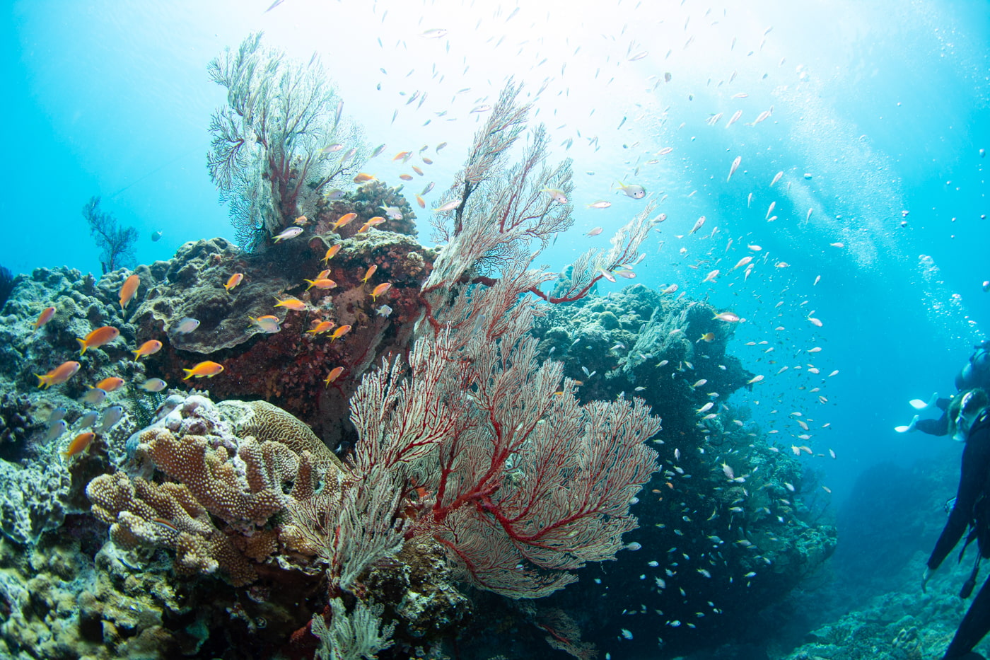 Underwater scenery