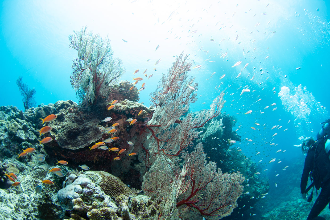 Underwater scenery