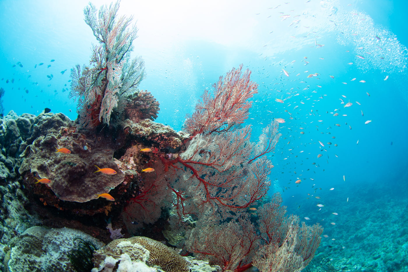 Underwater scenery