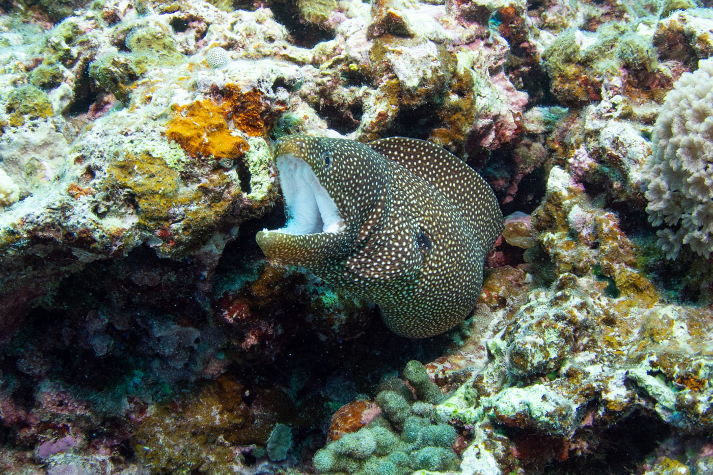 Moray Eel