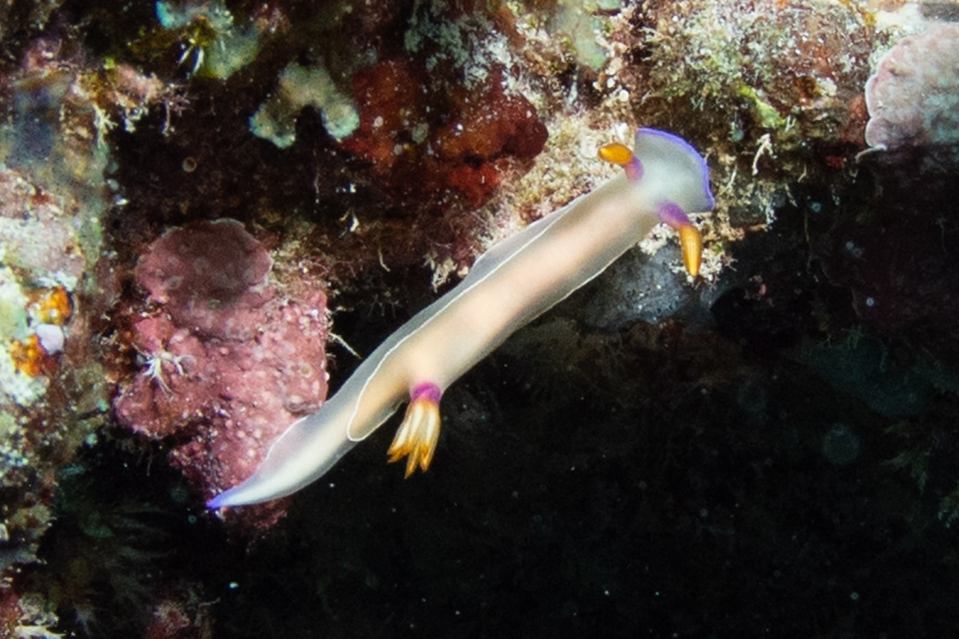 Nudibranch