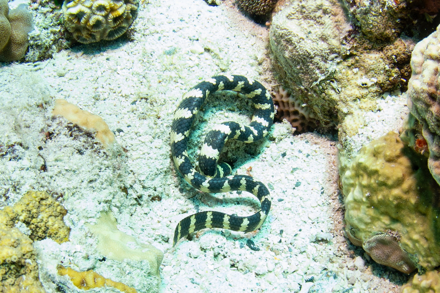 a sea snake