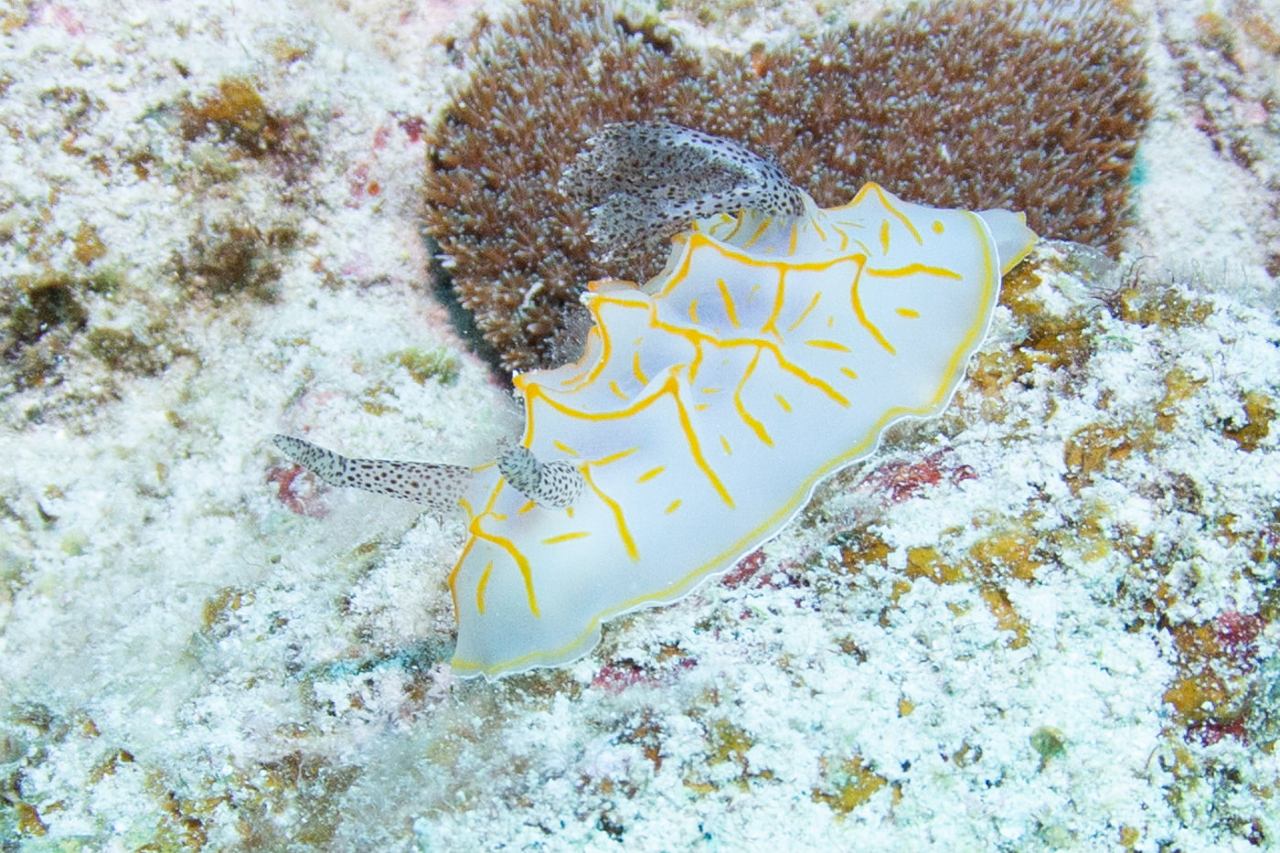 Nudibranch
