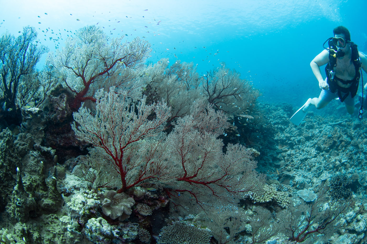 Underwater scenery