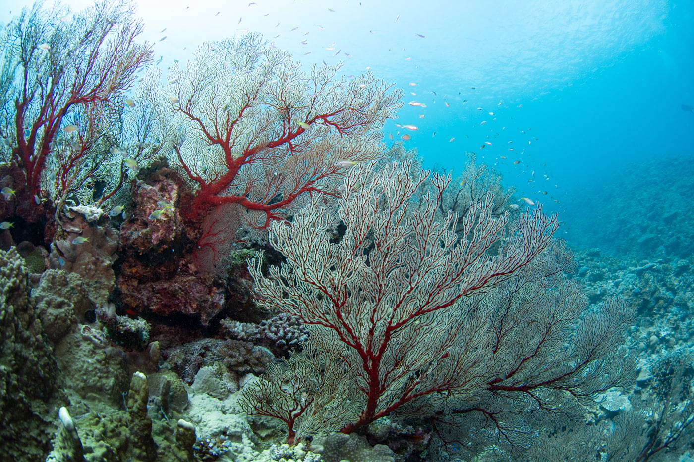 Underwater scenery