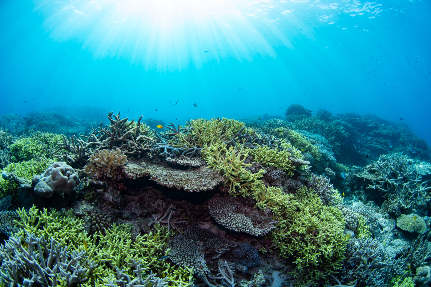 Beautiful coral reefs