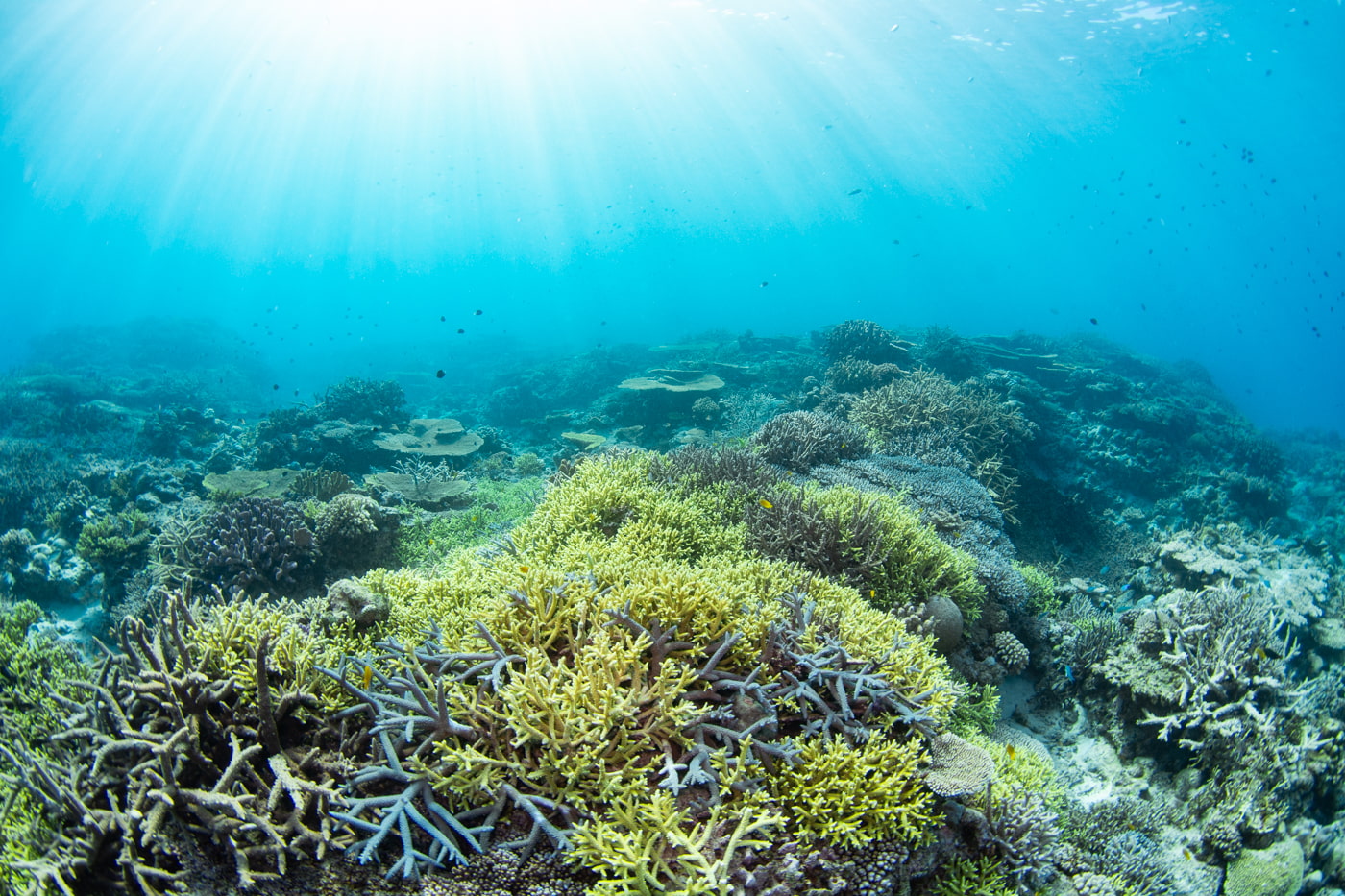 Beautiful coral reefs