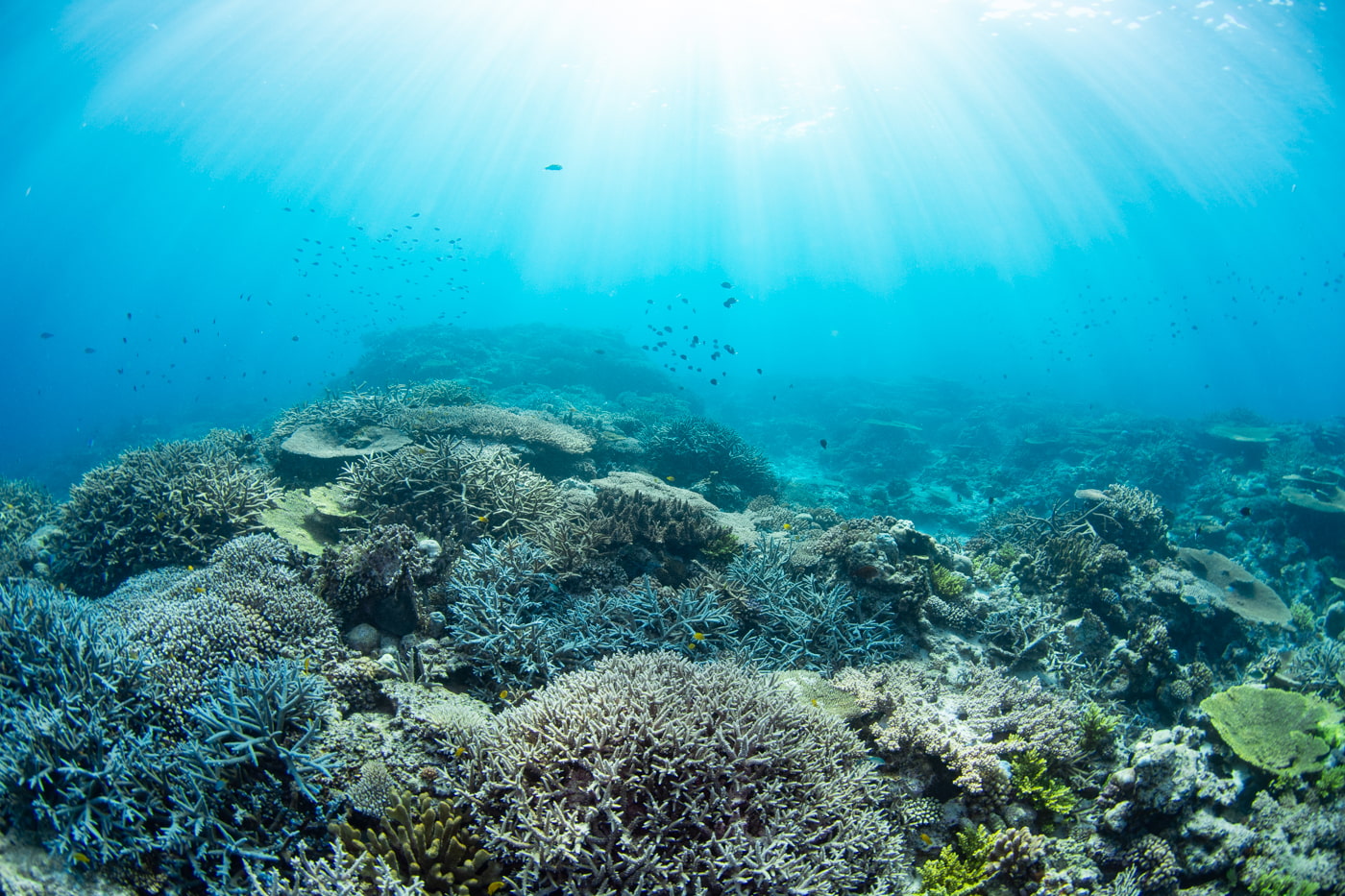 Beautiful coral reefs
