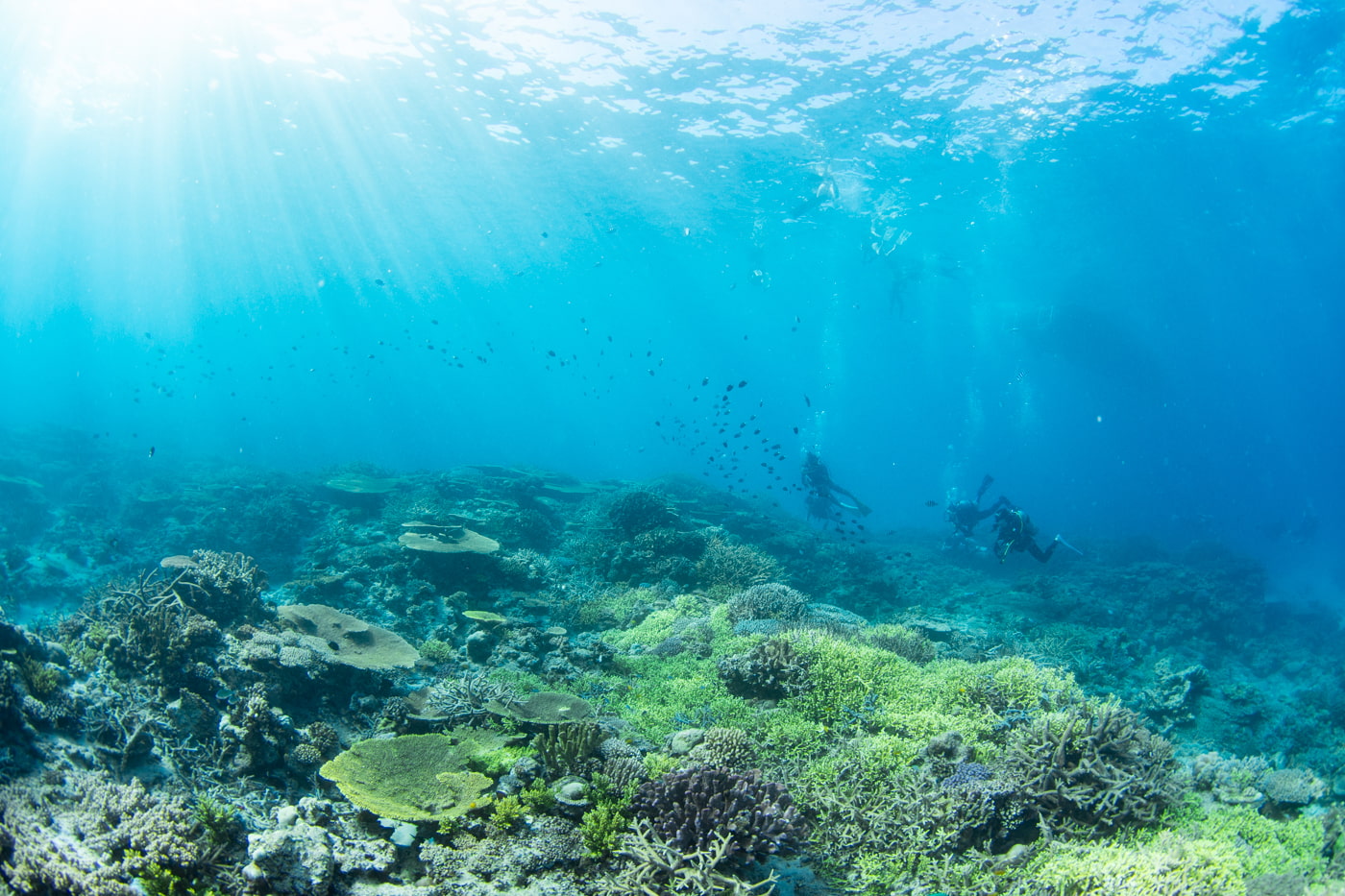 Beautiful coral reefs