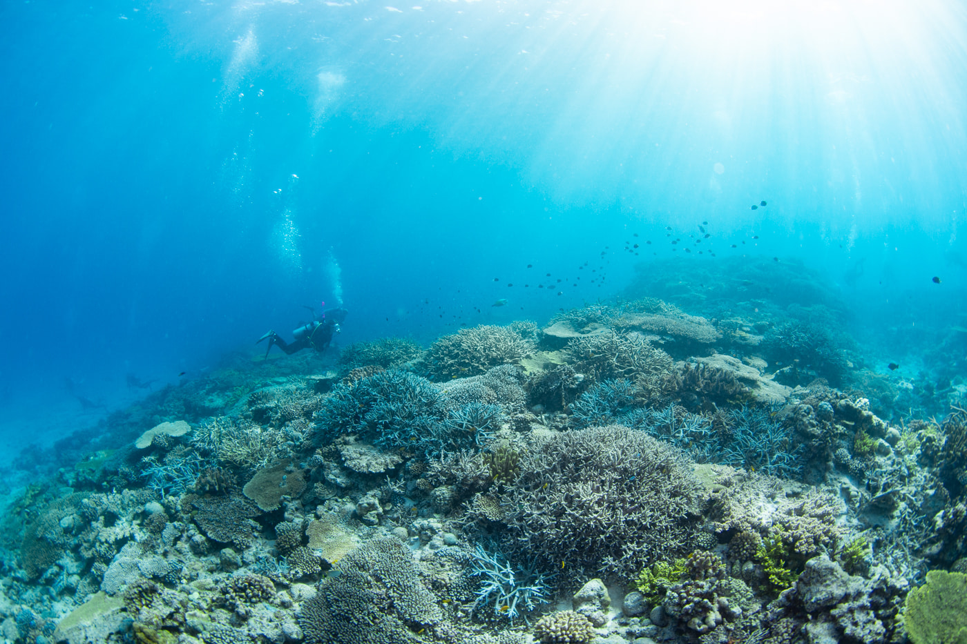 Beautiful coral reefs