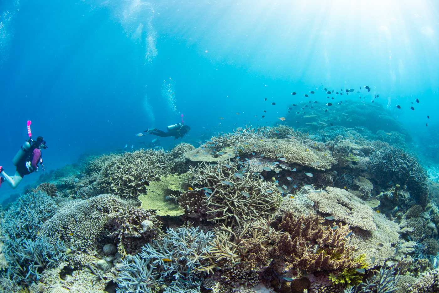 Beautiful coral reefs