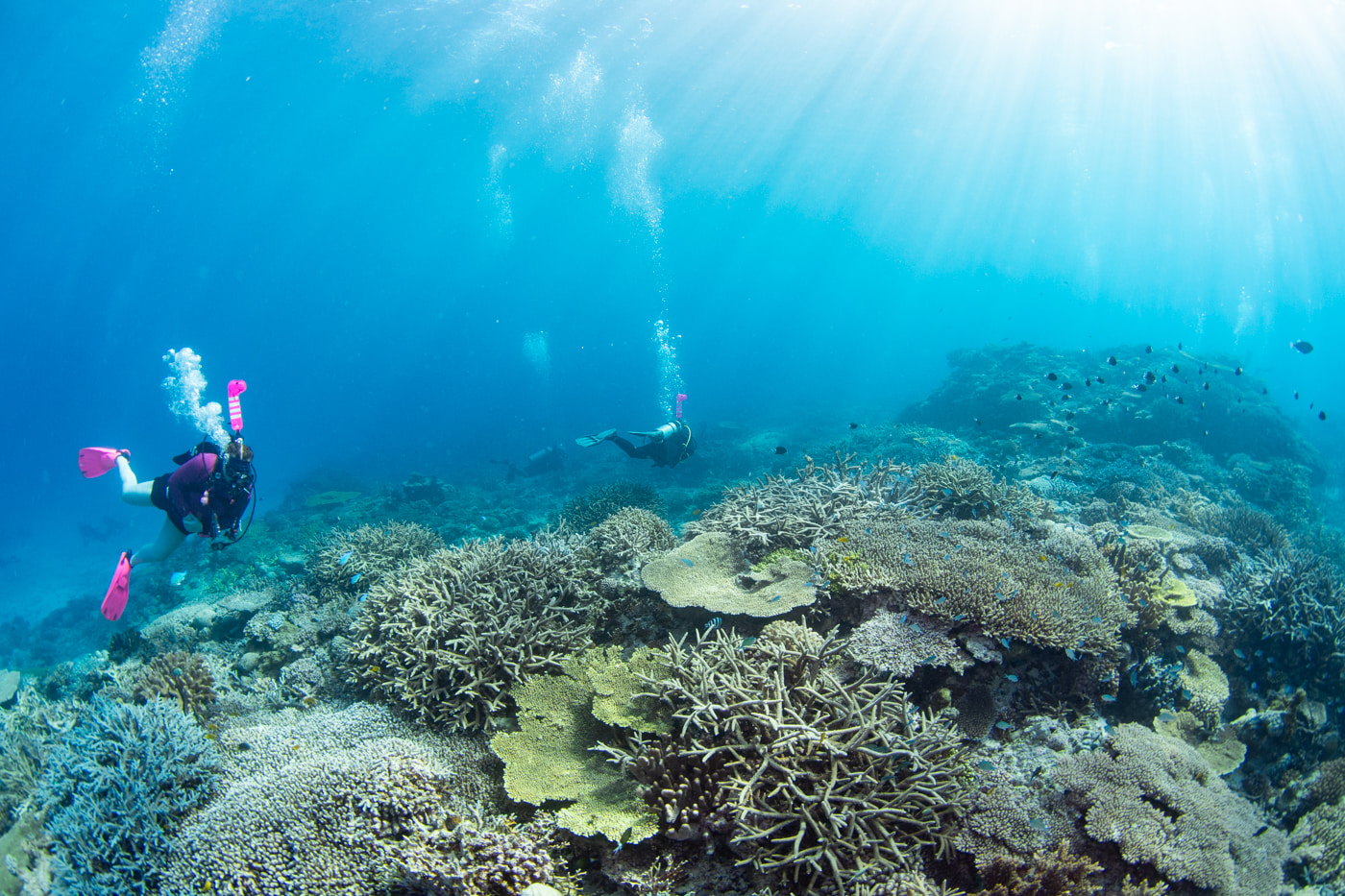 Beautiful coral reefs