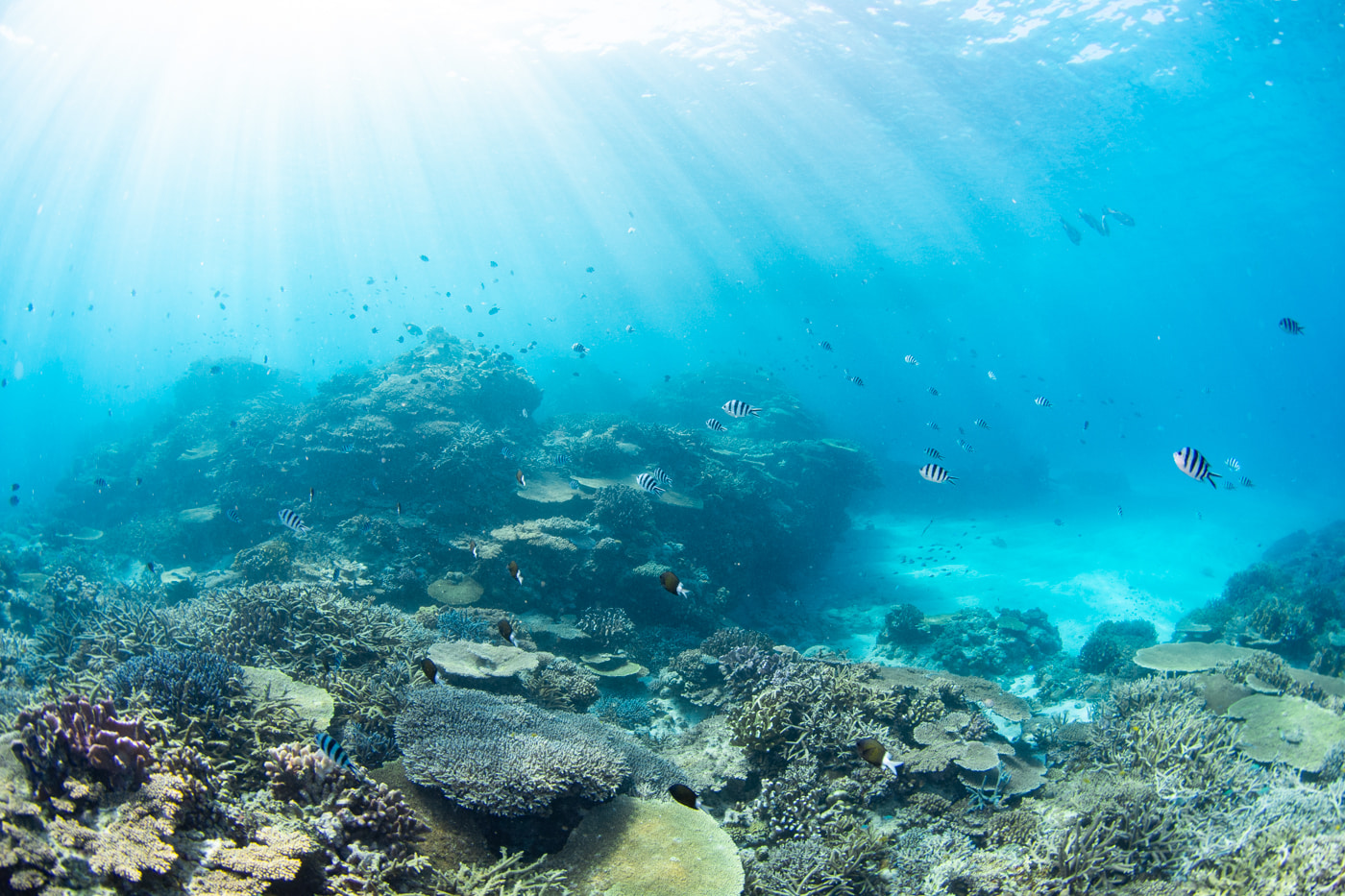 Underwater scenery