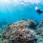 Diving in the Kerama Islands with Guests from Germany and the USA – Incredible Coral Reefs