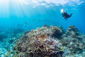 Diving in the Kerama Islands with Guests from Germany and the USA – Incredible Coral Reefs