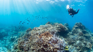 Diving in the Kerama Islands with Guests from Germany and the USA – Incredible Coral Reefs