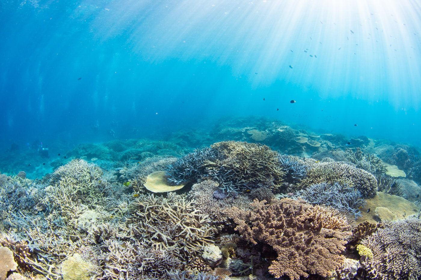 Beautiful coral reefs