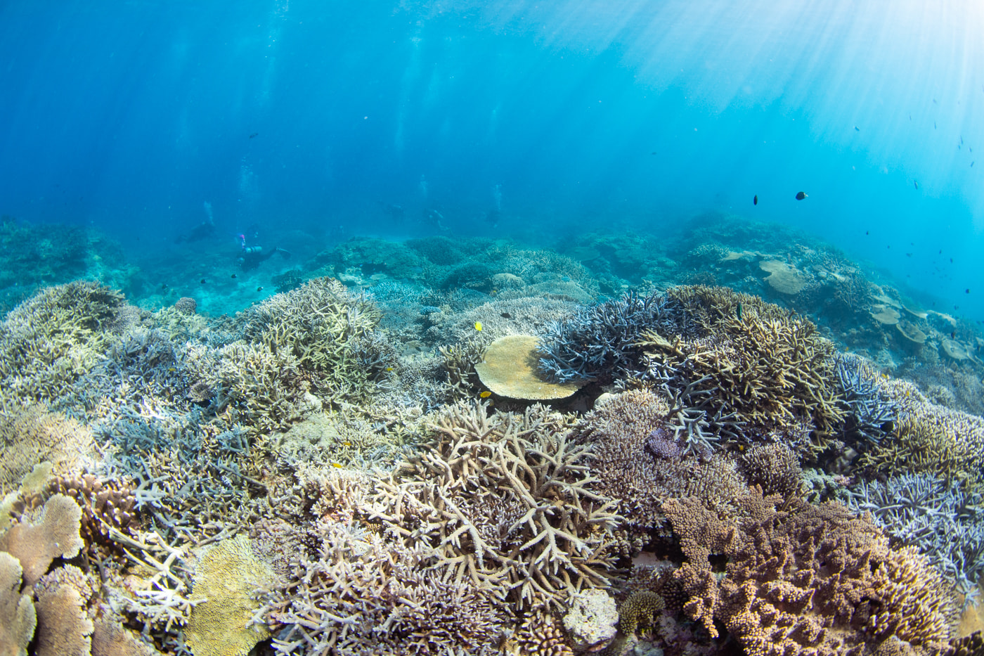 Beautiful coral reefs