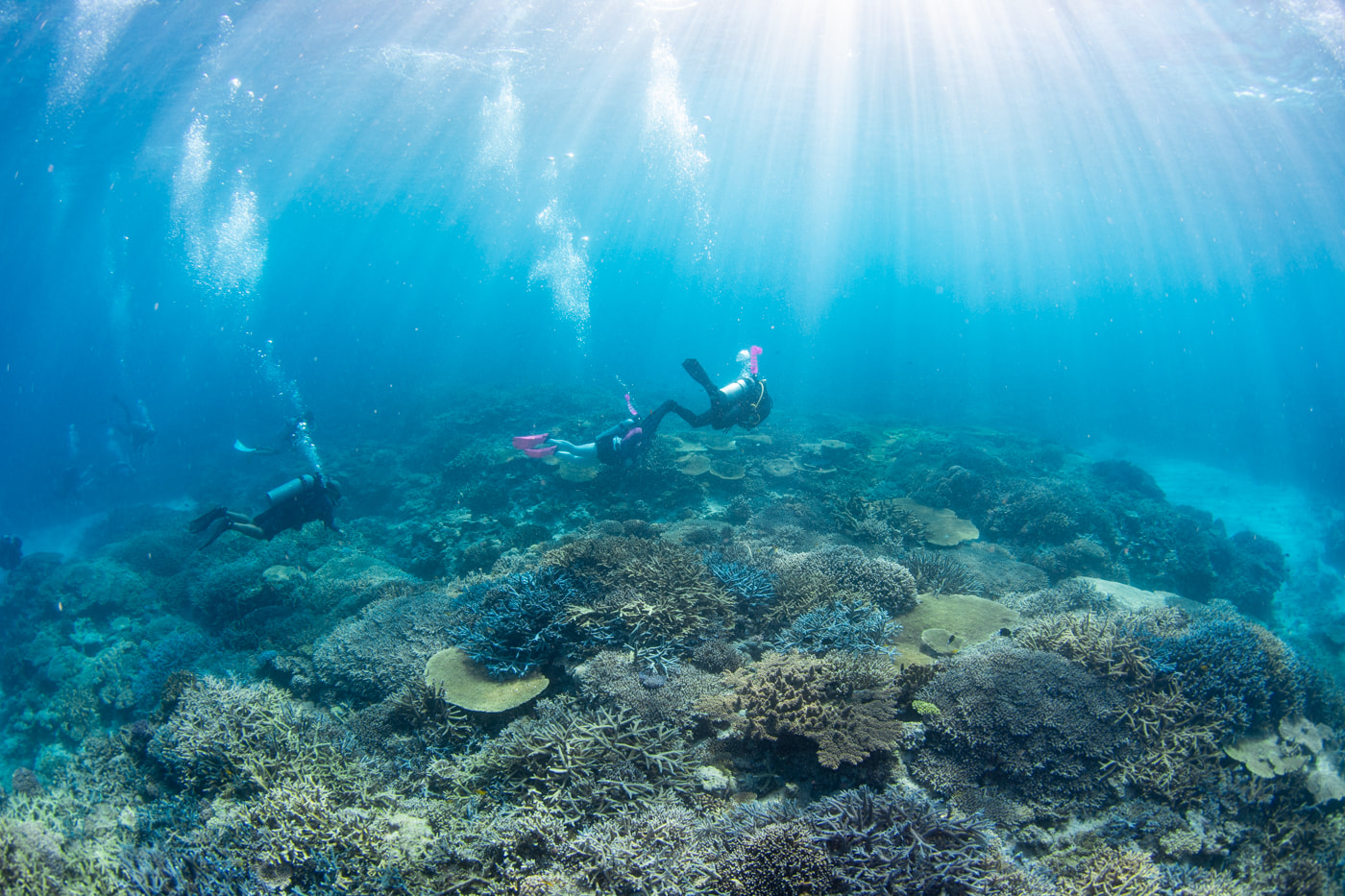 Beautiful coral reefs
