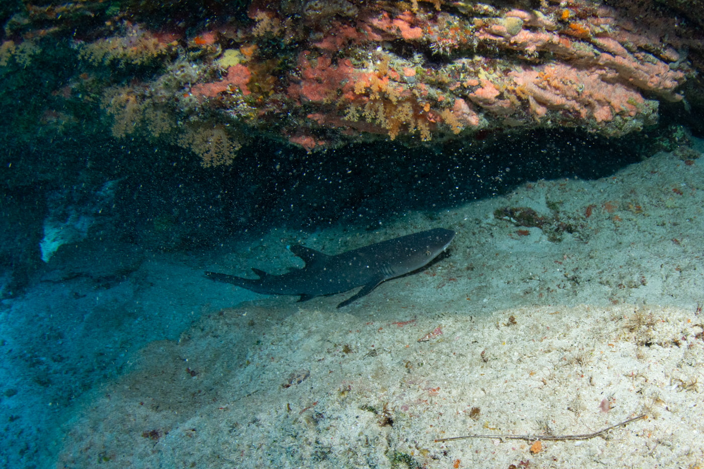 a whitetip reef shark