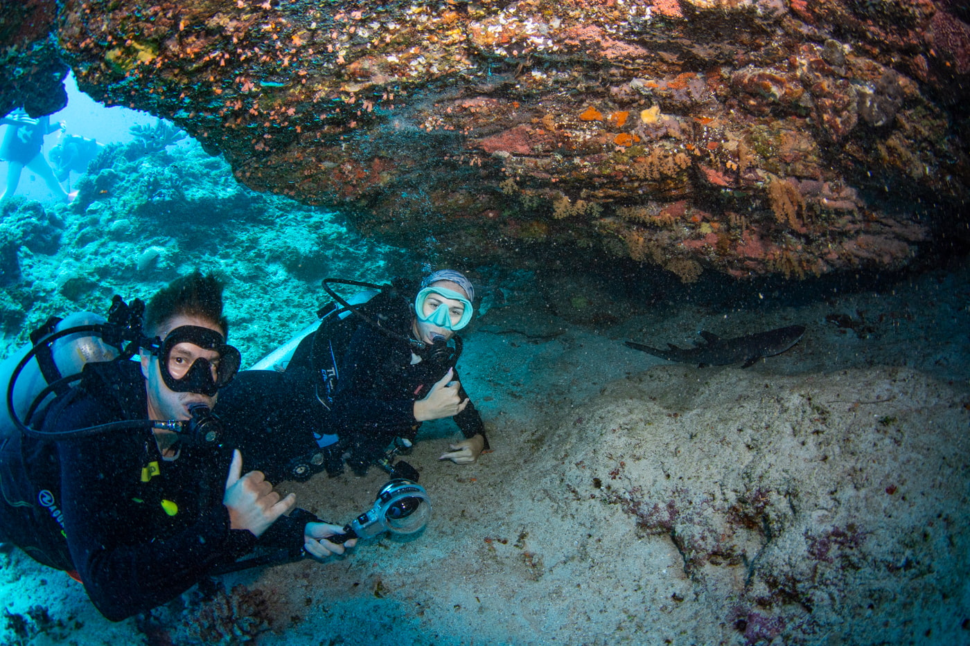 a whitetip reef shark and guests